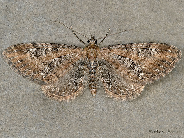  70.183 Common Pug Copyright Martin Evans 