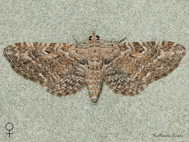  70.186 Yarrow Pug female Copyright Martin Evans 