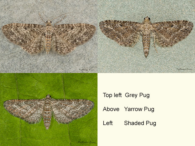  70.190 Grey Pug and Shaded Pug Copyright Martin Evans 