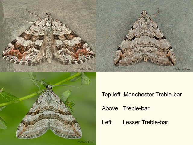  70.191 Manchester Treble-bar, Treble-bar and Lesser Treble-bar Copyright Martin Evans 