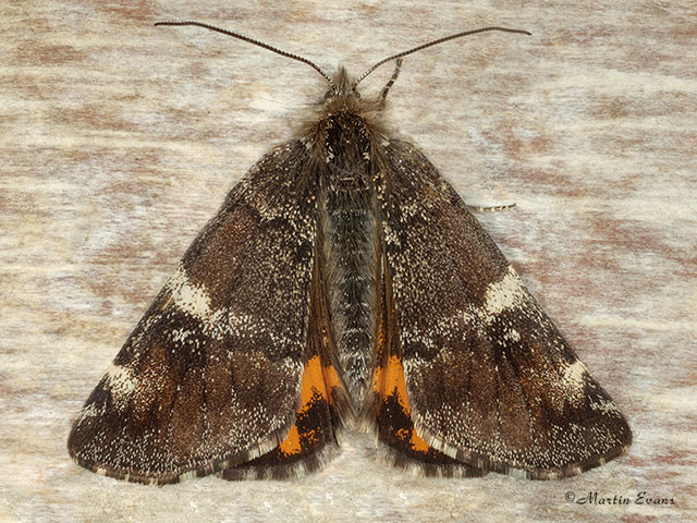  70.203 Orange Underwing Copyright Martin Evans 