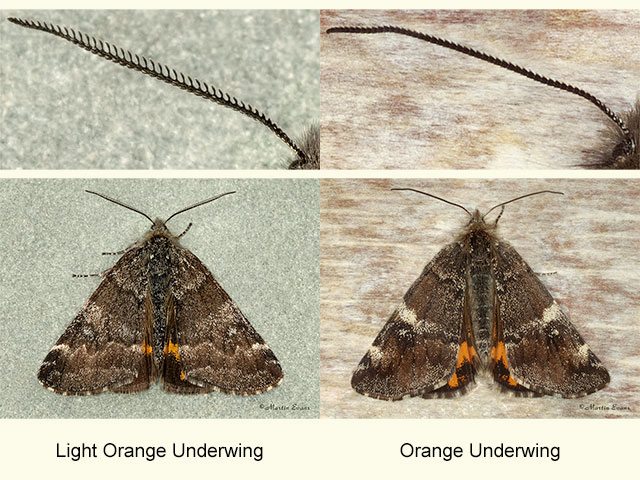  70.204 Light Orange Underwing and Orange Underwing Copyright Martin Evans 
