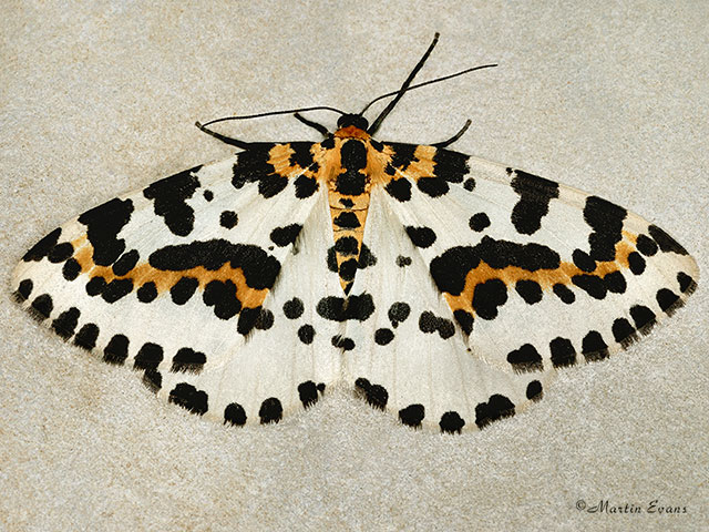  70.205 Magpie Moth Copyright Martin Evans 