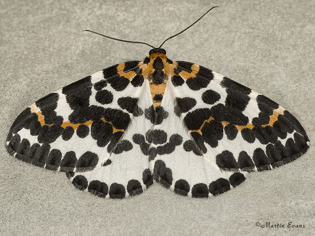  70.205 Magpie Moth Copyright Martin Evans 
