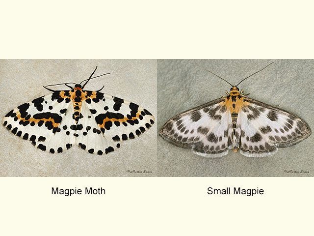  70.205 Magpie Moth and Small Magpie Copyright Martin Evans 