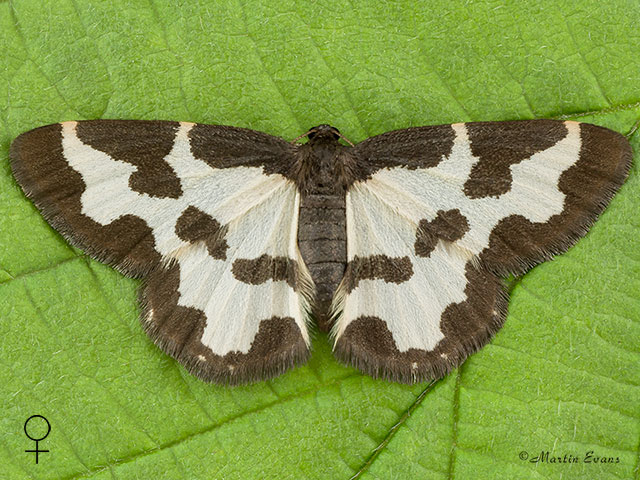  70.207 Clouded Border female Copyright Martin Evans 