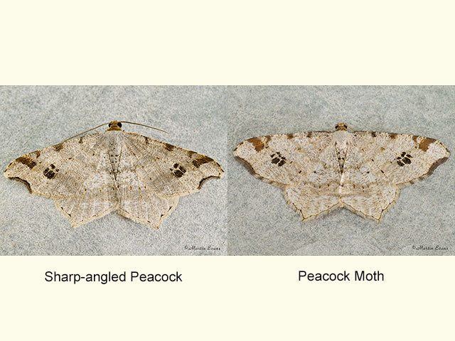  70.212 Sharp-angled Peacock and Peacock Moth Copyright Martin Evans 