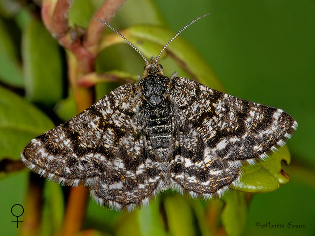 70.216 Netted Mountain Moth female Copyright Martin Evans 