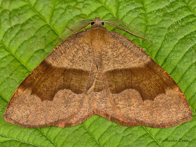  70.223 Barred Umber Copyright Martin Evans 