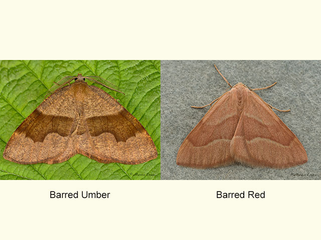  70.223 Barred Umber and Barred Red Copyright Martin Evans 