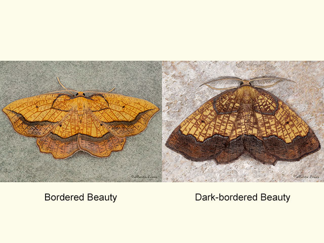  70.227 Bordered Beauty and Dark-bordered Beauty Copyright Martin Evans 