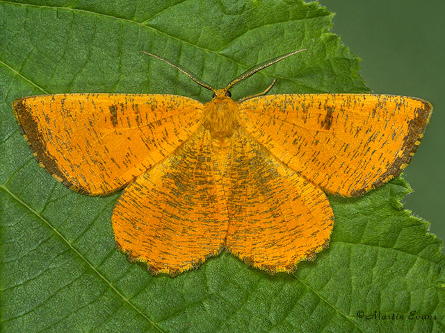  70.230 Orange Moth Copyright Martin Evans 
