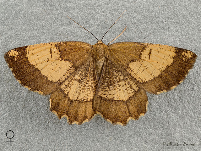  70.230 Orange Moth female form Copyright Martin Evans 