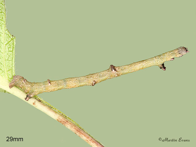  70.232 Large Thorn larva 29mm Copyright Martin Evans