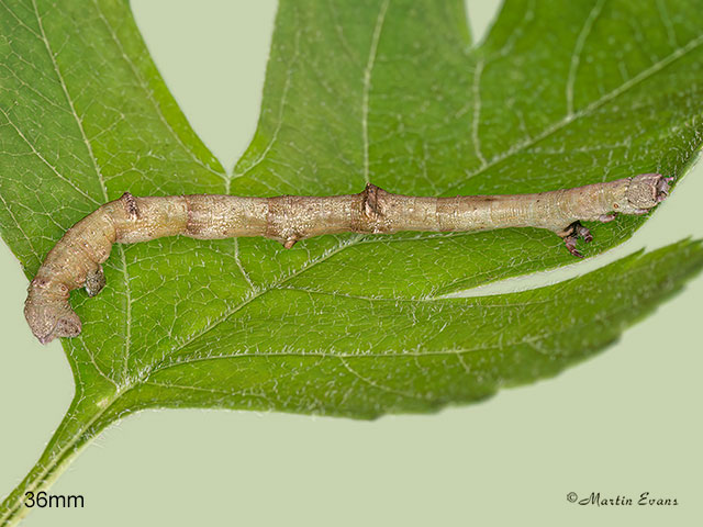  70.232 Large Thorn larva 36mm Copyright Martin Evans