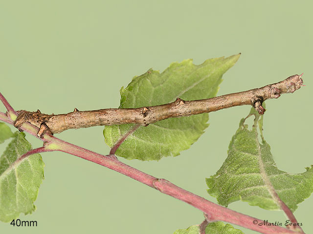  70.232 Large Thorn larva 40mm Copyright Martin Evans