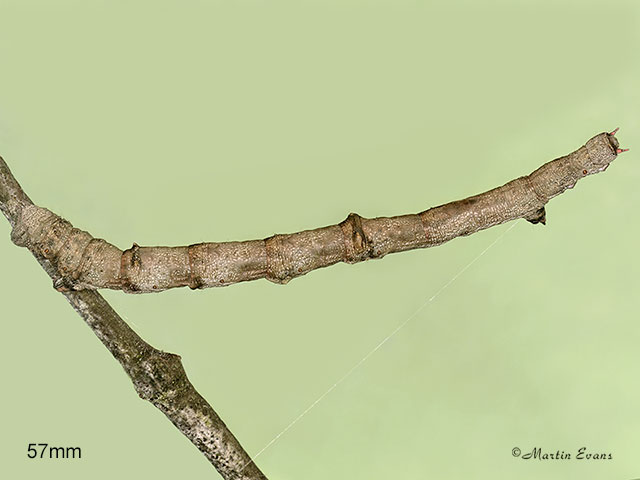  70.232 Large Thorn larva 57mm Copyright Martin Evans