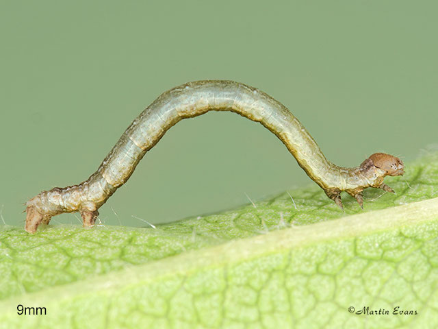  70.232 Large Thorn larva 9mm Copyright Martin Evans