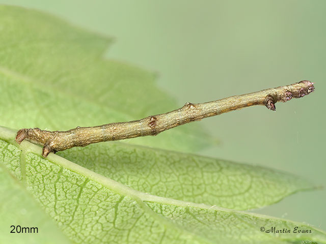  70.232 Large Thorn larva 20mm Copyright Martin Evans