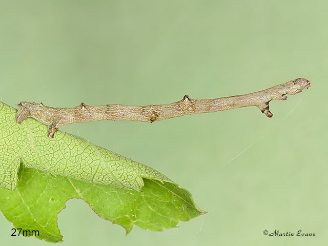  70.232 Large Thorn larva 27mm Copyright Martin Evans