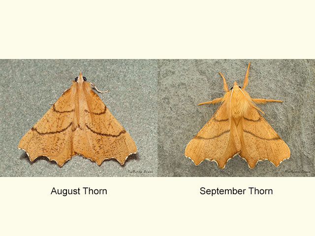  70.233 August Thorn and September Thorn Copyright Martin Evans 