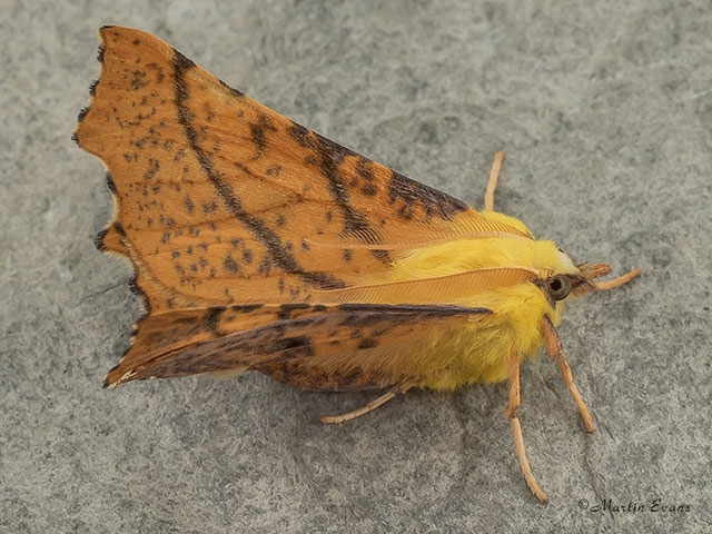  70.234 Canary-shouldered Thorn Copyright Martin Evans 