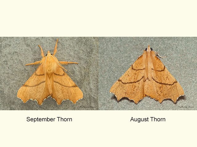  70.236 September Thorn and August Thorn Copyright Martin Evans 