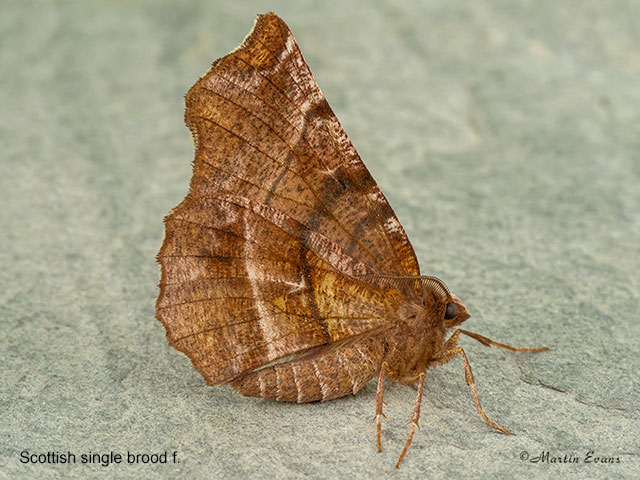  70.237 Early Thorn Scottish (late May) male Copyright Martin Evans 