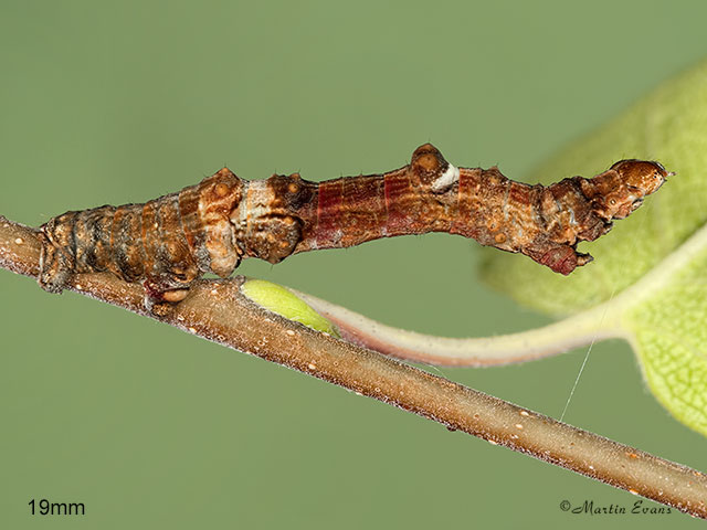  70.238 Lunar Thorn larva 19mm Copyright Martin Evans 