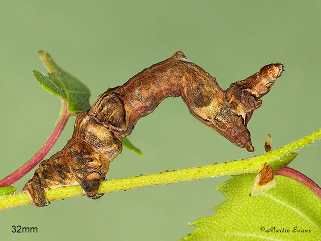  70.238 Lunar Thorn larva 32mm Copyright Martin Evans Copyright Martin Evans 