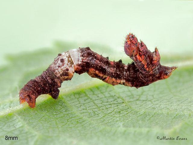  70.239 Purple Thorn larva 8mm Copyright Martin Evans 