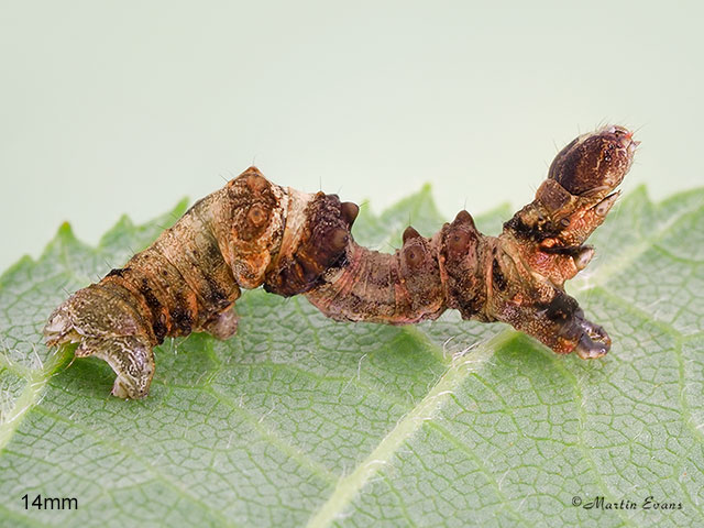  70.239 Purple Thorn larva 14mm Copyright Martin Evans 
