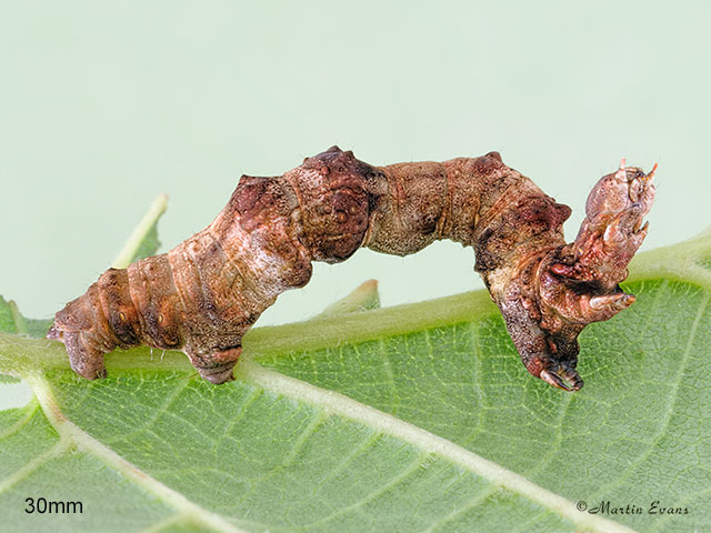  70.239 Purple Thorn larva 30mm Copyright Martin Evans 