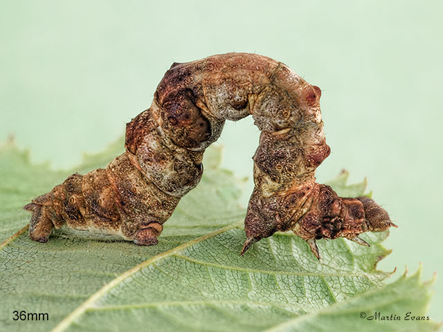  70.239 Purple Thorn larva 36mm Copyright Martin Evans 