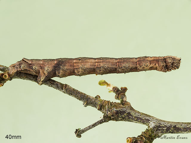 70.241 Scalloped Oak larva 40mm Copyright Martin Evans 