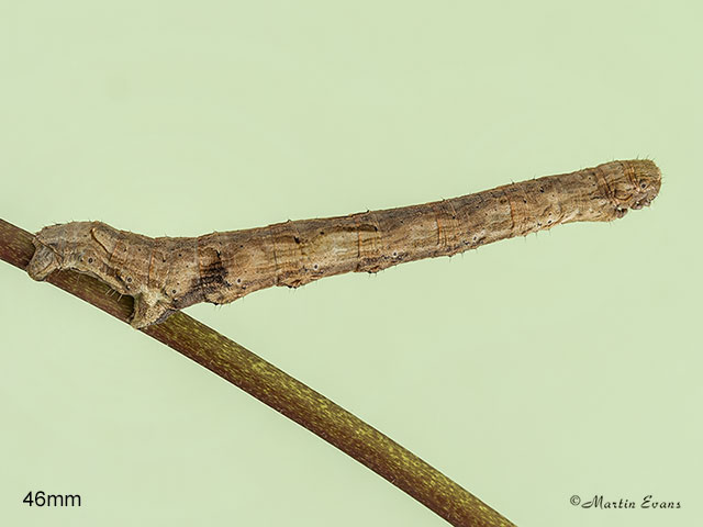  70.241 Scalloped Oak larva 46mm Copyright Martin Evans 