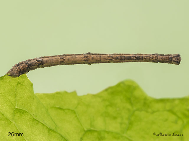  70.243 Swallow-tailed Moth larva 26mm dorsal view Copyright Martin Evans 