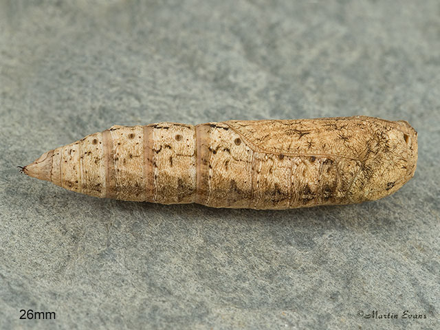  70.243 Swallow-tailed Moth pupa 26mm Copyright Martin Evans 