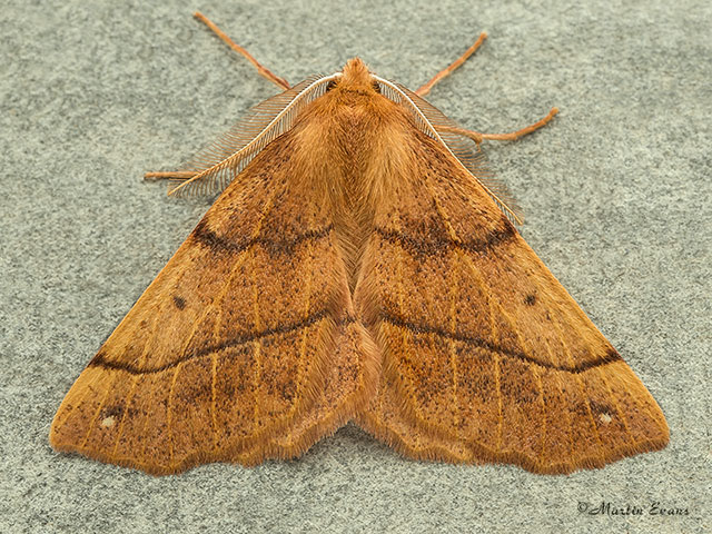  70.244 Feathered Thorn Copyright Martin Evans 