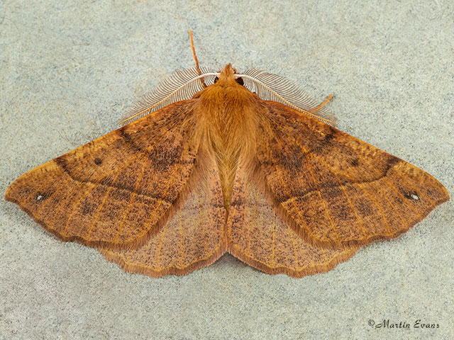  70.244 Feathered Thorn Copyright Martin Evans 