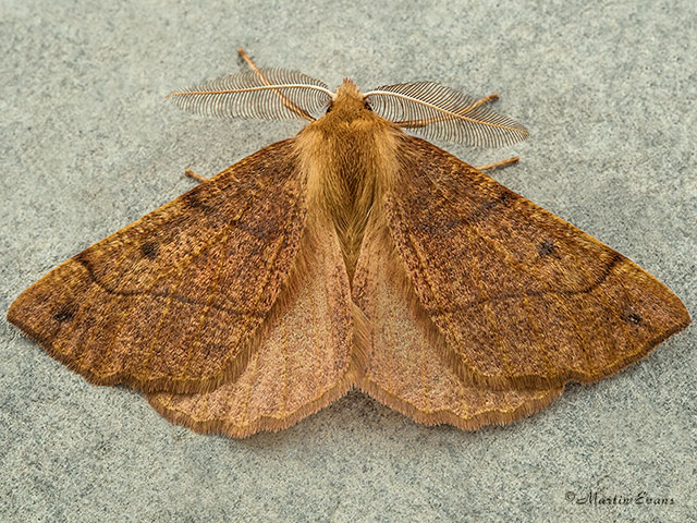  70.244 Feathered Thorn Copyright Martin Evans 