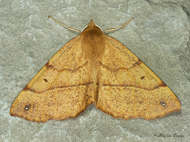  70.244 Feathered Thorn Copyright Martin Evans 