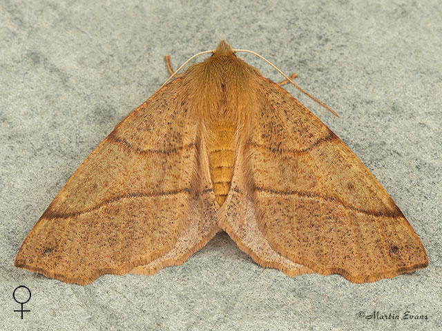  70.244 Feathered Thorn Copyright Martin Evans 