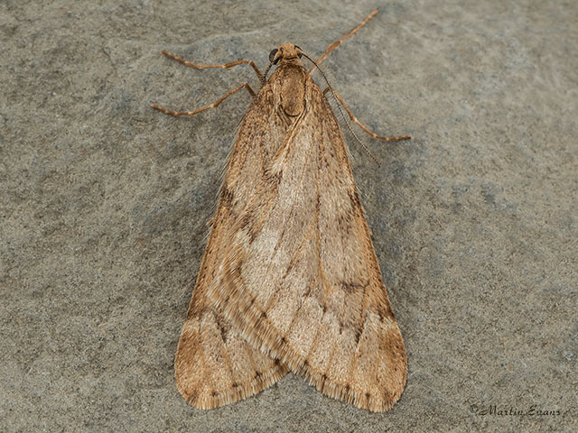 March Moth male form Copyright Martin Evans 