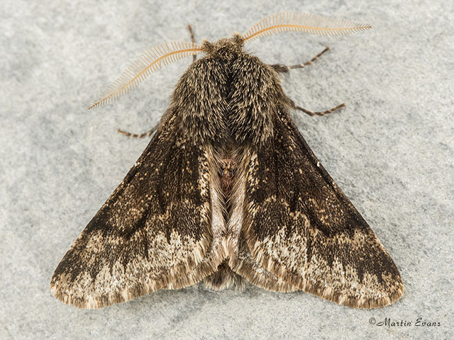  70.246 Small Brindled Beauty Copyright Martin Evans 