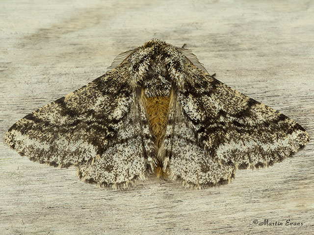  70.248 Brindled Beauty Copyright Martin Evans 