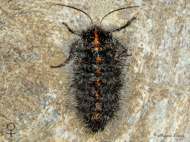  70.249 Rannoch Brindled Beauty female Copyright Martin Evans 