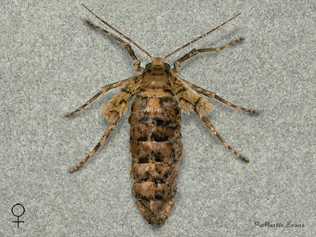  70.254 Scarce Umber female Copyright Martin Evans 