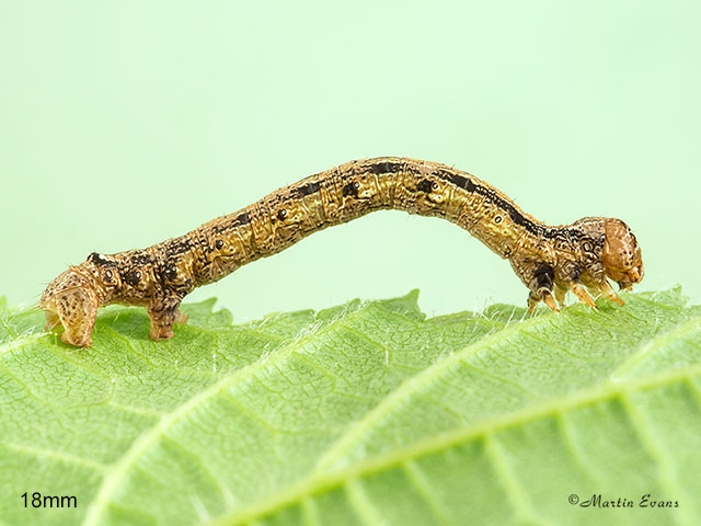  70.254 Scarce Umber larva 18mm Copyright Martin Evans 