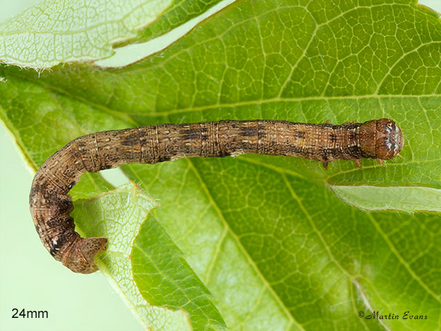  70.255 Dotted Border larva 24mm Copyright Martin Evans 